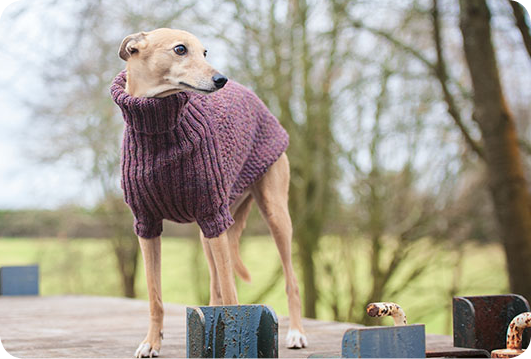 Sweaters for Dogs Dogs Redhound for - image 6