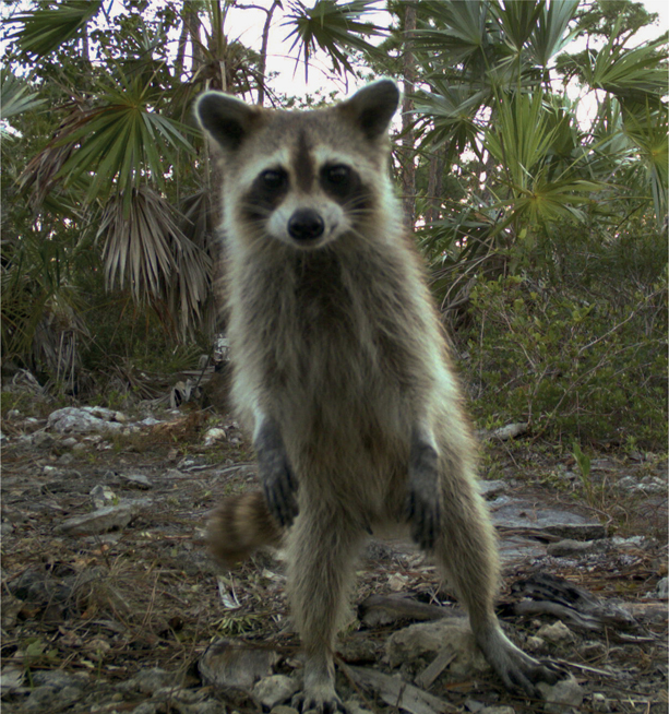 Candid Creatures ROLAND KAYS HOW CAMERA TRAPS REVEAL THE MYSTERIES OF NATURE - photo 1