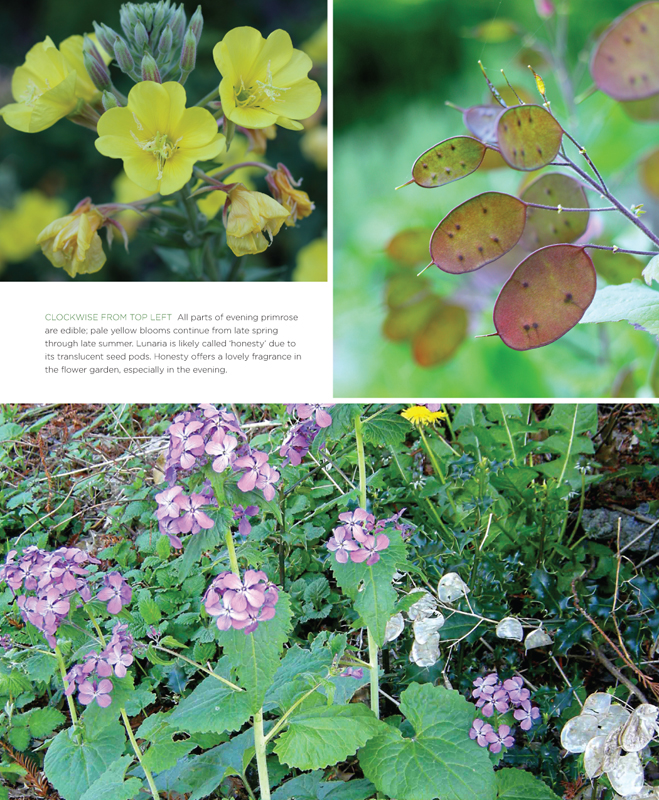 The front yard forager identifying collecting and cooking the 30 most common urban weeds in urban North America - photo 10