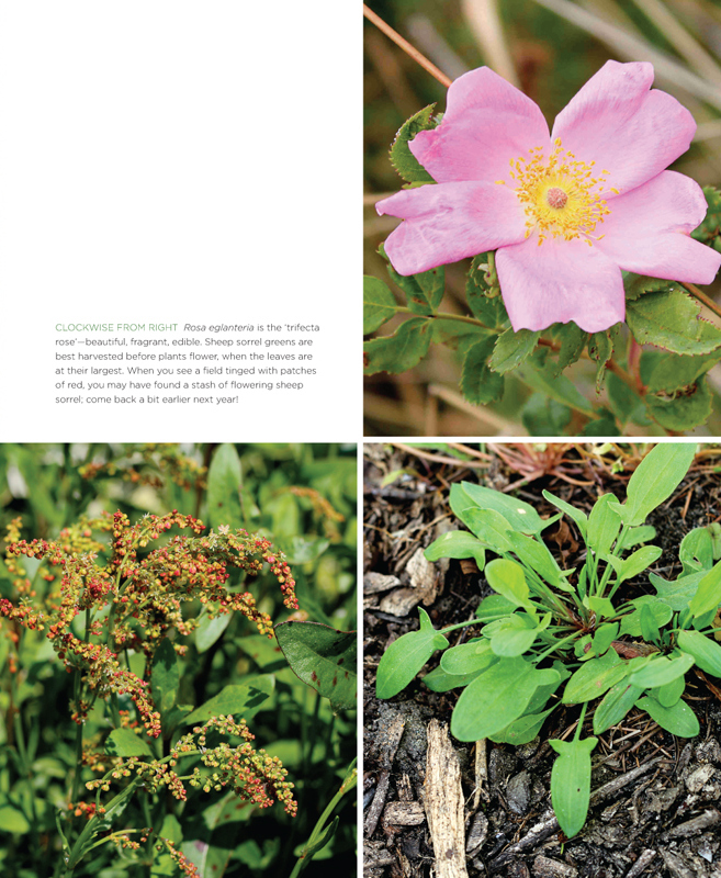 The front yard forager identifying collecting and cooking the 30 most common urban weeds in urban North America - photo 15