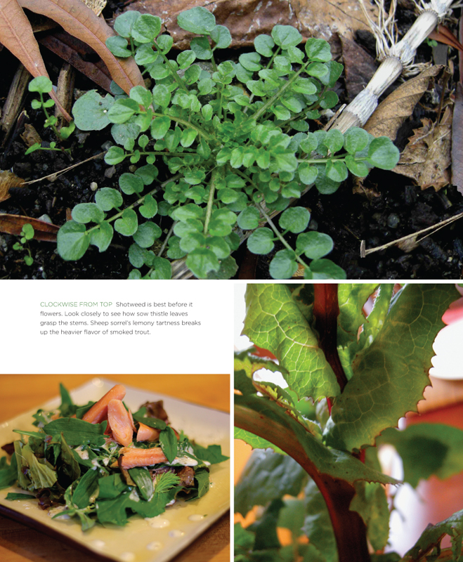 The front yard forager identifying collecting and cooking the 30 most common urban weeds in urban North America - photo 16