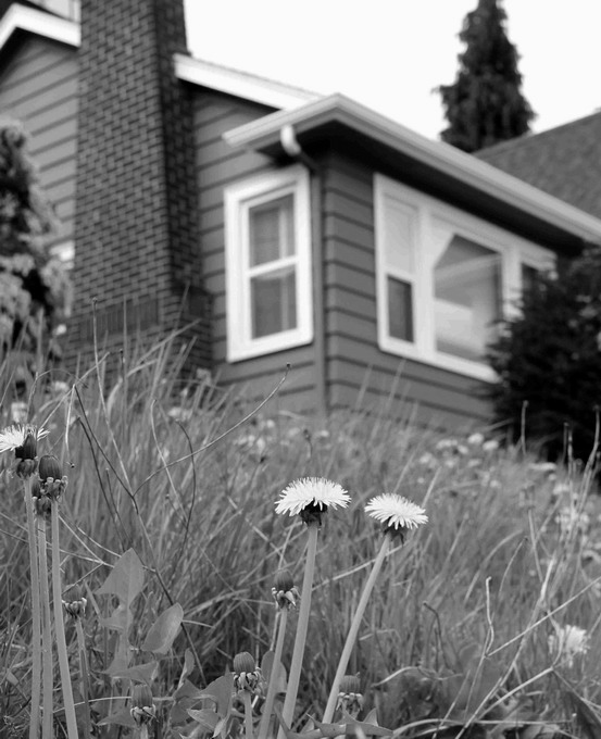 The front yard forager identifying collecting and cooking the 30 most common urban weeds in urban North America - image 2