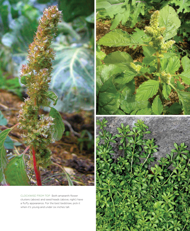 The front yard forager identifying collecting and cooking the 30 most common urban weeds in urban North America - photo 5