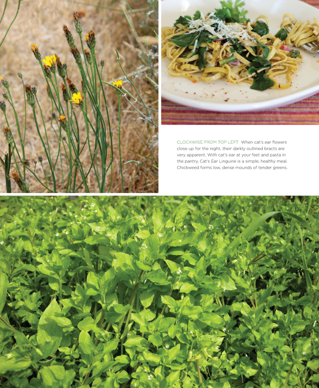 The front yard forager identifying collecting and cooking the 30 most common urban weeds in urban North America - photo 6