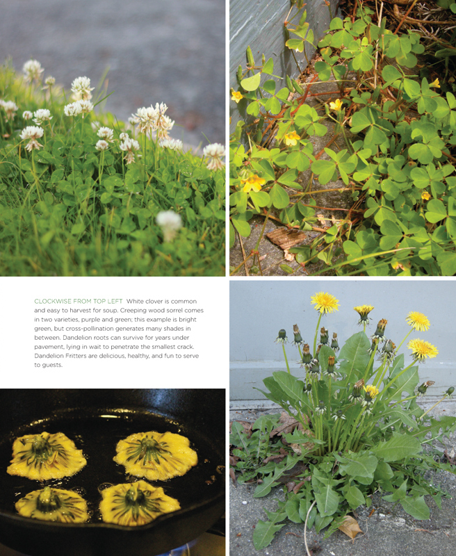 The front yard forager identifying collecting and cooking the 30 most common urban weeds in urban North America - photo 7