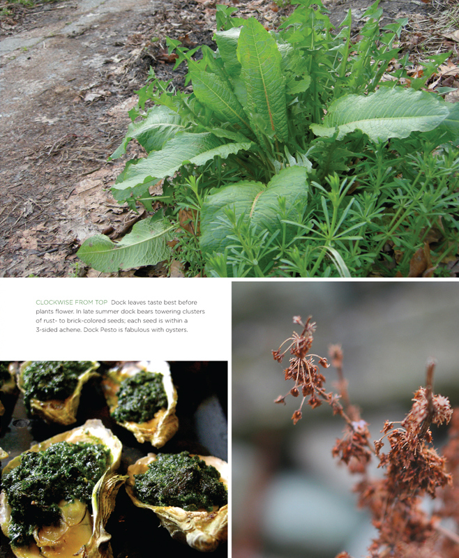 The front yard forager identifying collecting and cooking the 30 most common urban weeds in urban North America - photo 9