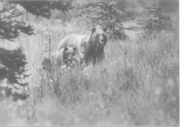 Grizzly bear female and young Banff National Park Chris Shank I tried to - photo 4