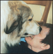 Find out about the unique qualities of the Great Pyrenees its personality - photo 5