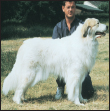 Learn the requirements of a well-bred Great Pyrenees by studying the - photo 6