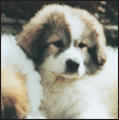 Find out about how to locate a well-bred Great Pyrenees puppy Discover which - photo 7