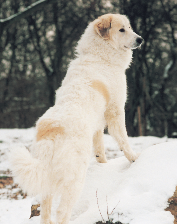 A creation of the Basques the Great Pyrenees is a unique magnificent dog who - photo 3