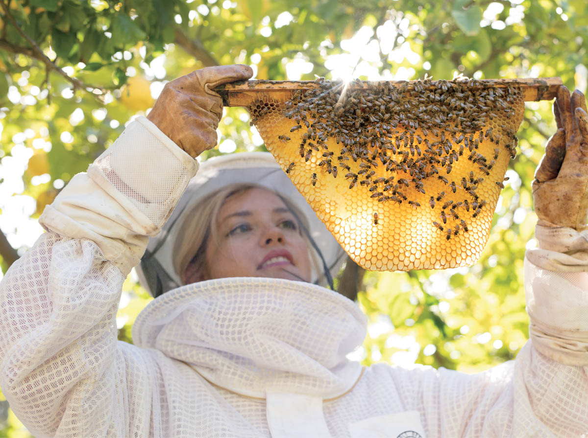 During a typical inspection it is not necessary for a beekeeper to find the - photo 10