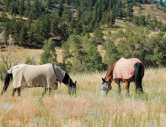 To Richard for making my horsekeeping dreams come true And to Pat Storer for - photo 3