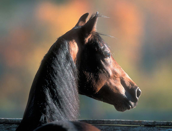 HOW TO Think LIKE A Horse The Essential Handbook for Understanding Why Horses - photo 1