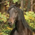 How to think like a horse the essential handbook for understanding why horses do what they do - image 9