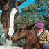 How to think like a horse the essential handbook for understanding why horses do what they do - image 12