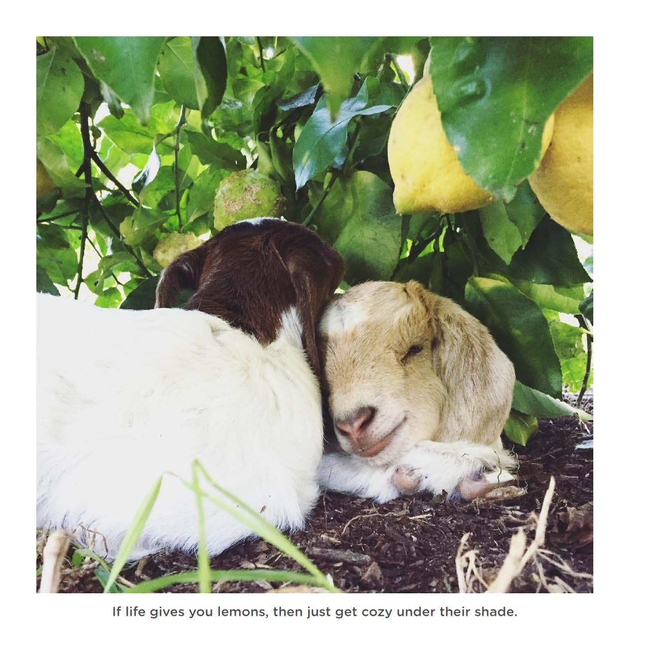 Happy little goats live life like a kid - photo 5