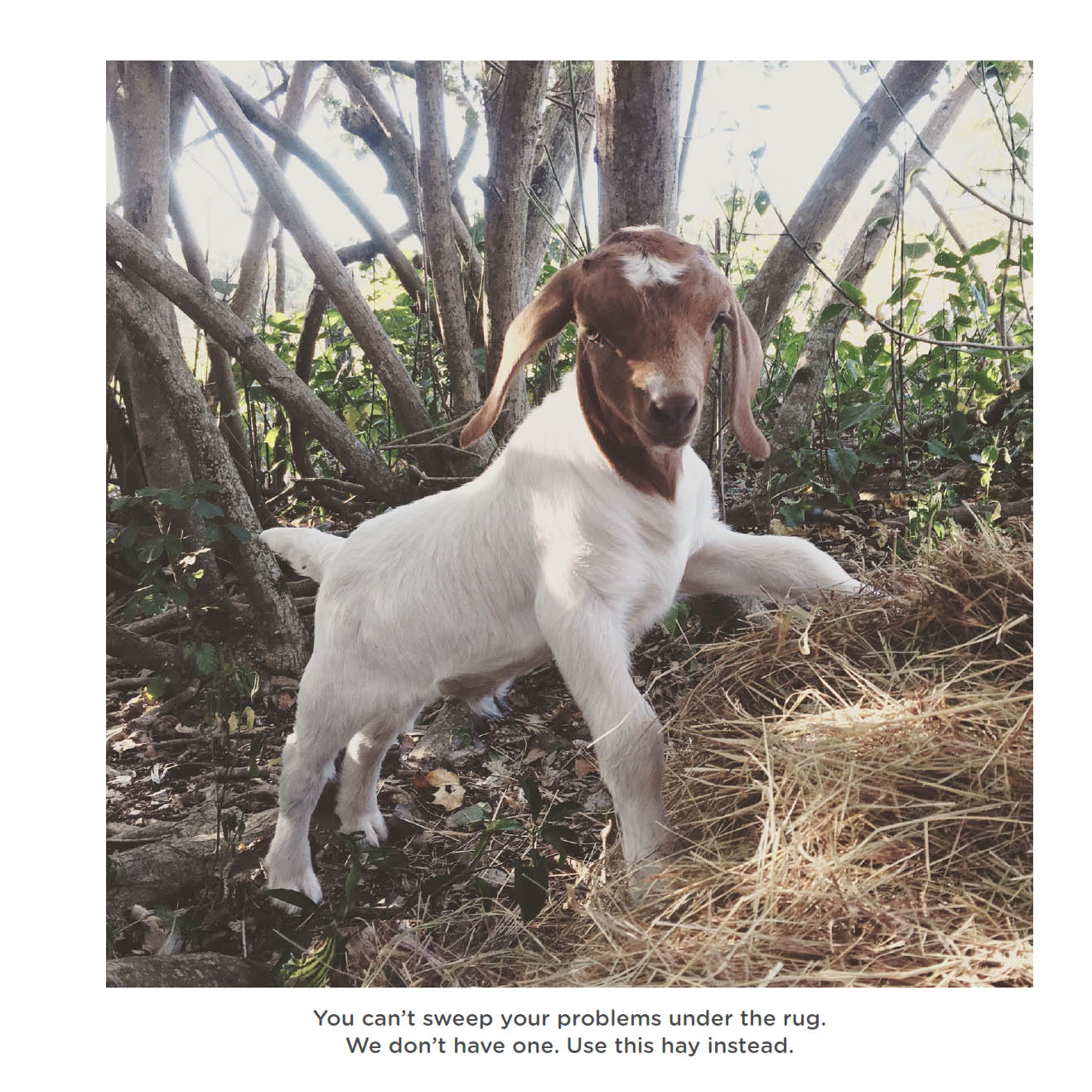 Happy little goats live life like a kid - photo 6