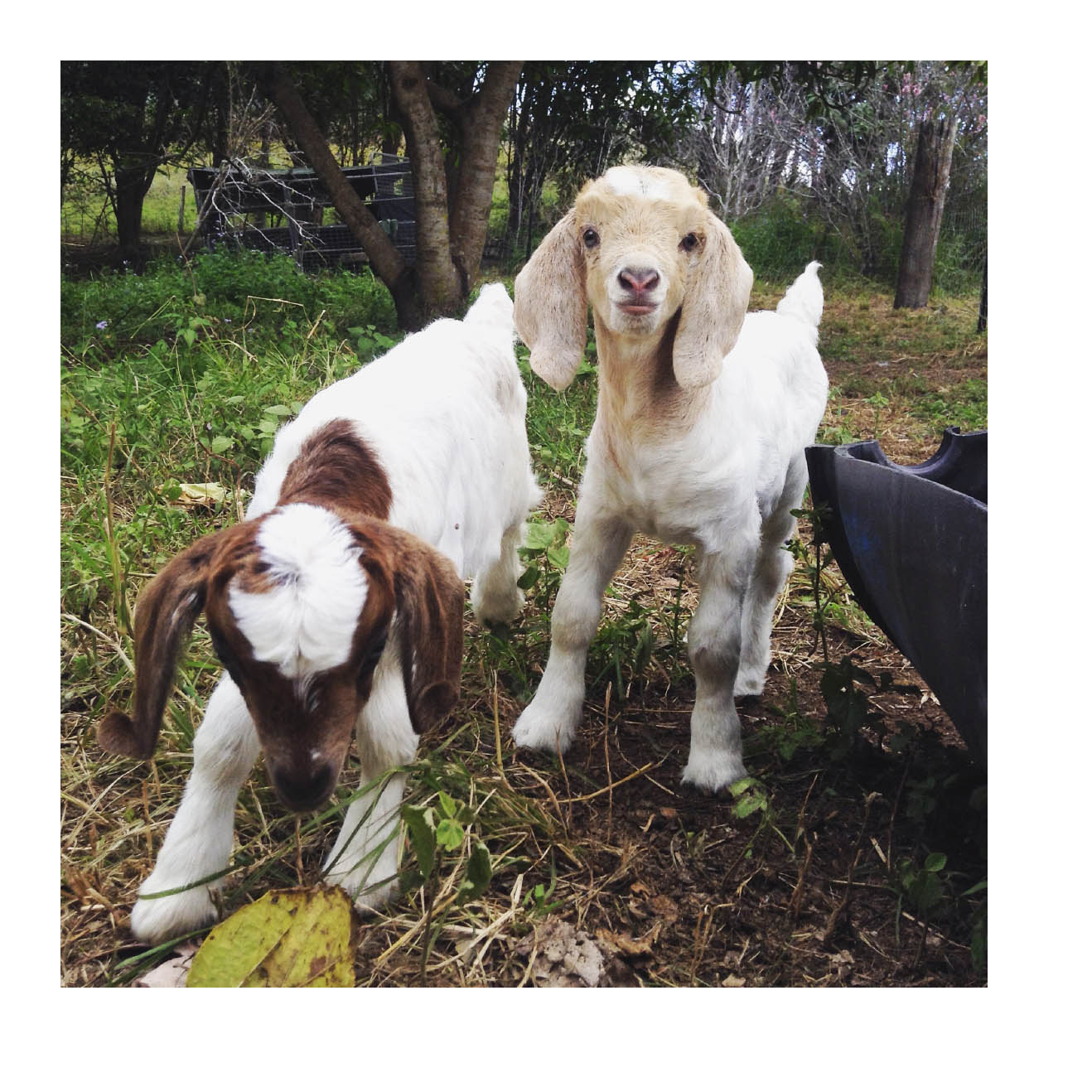 Happy little goats live life like a kid - photo 15