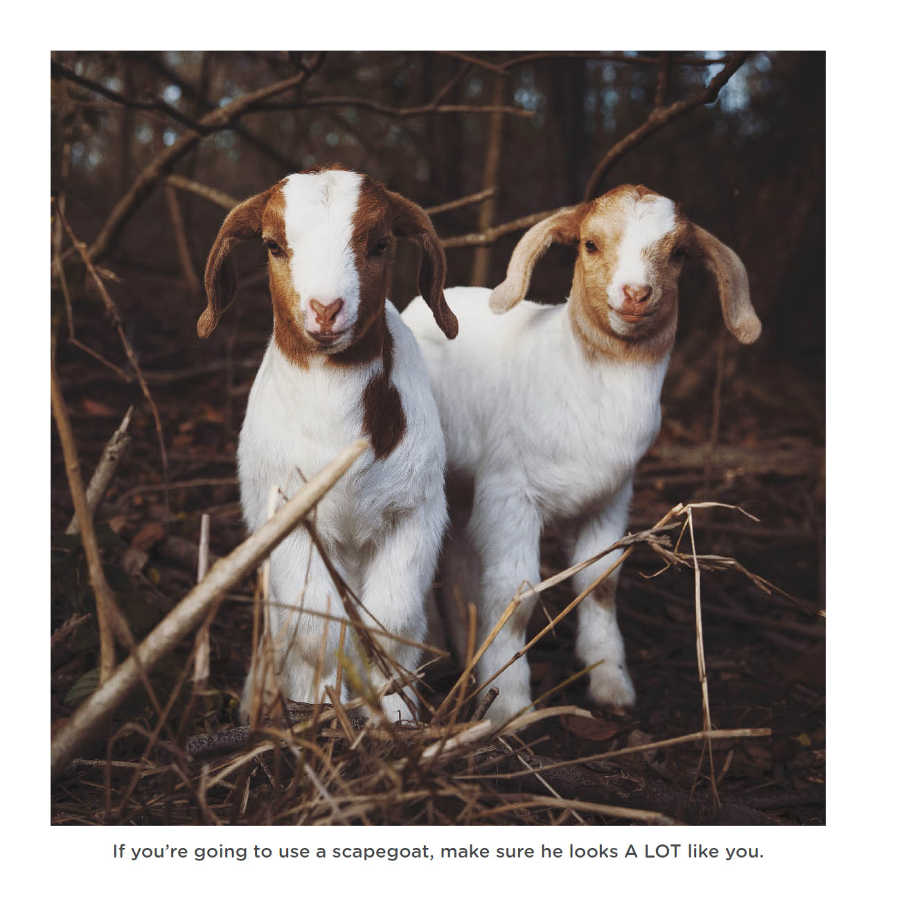 Happy little goats live life like a kid - photo 23