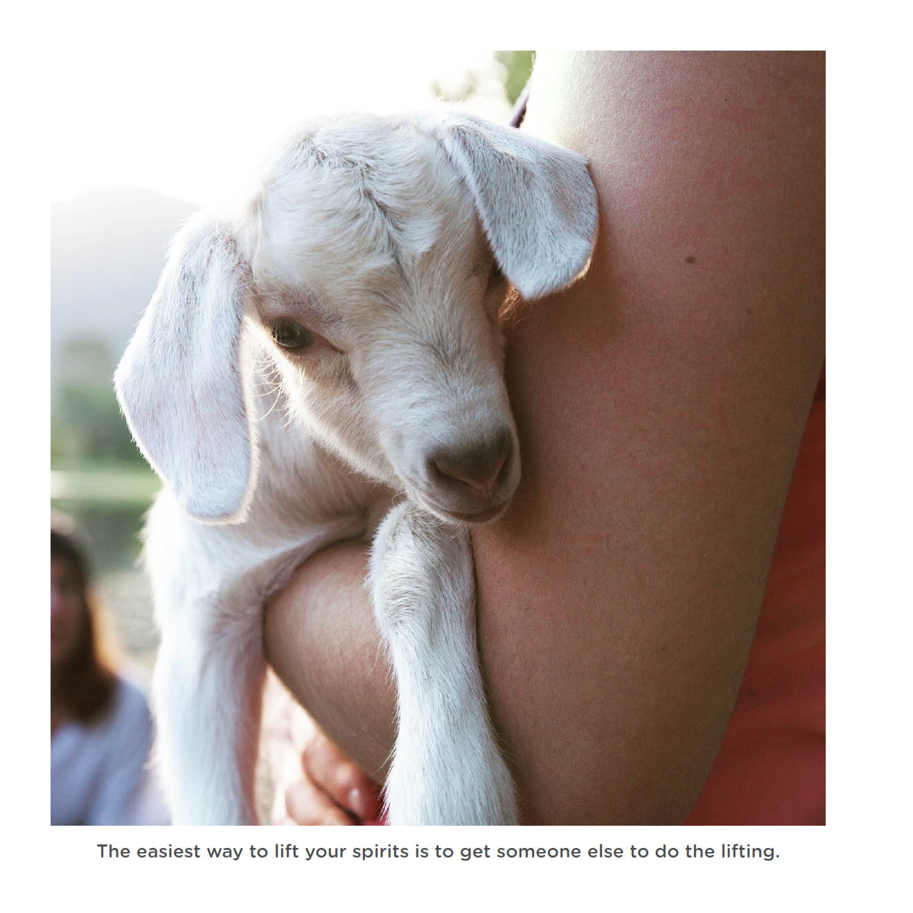 Happy little goats live life like a kid - photo 25