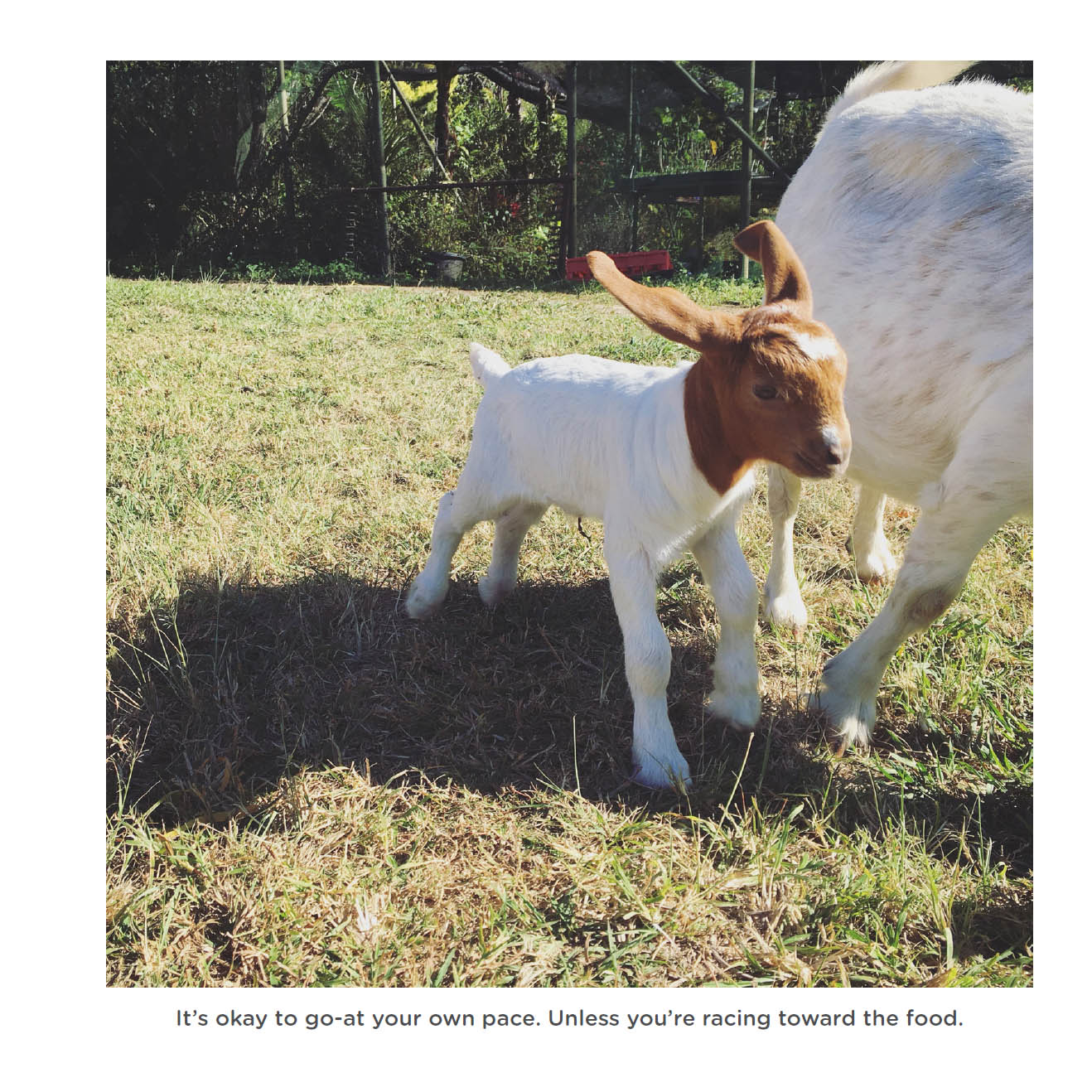 Happy little goats live life like a kid - photo 26