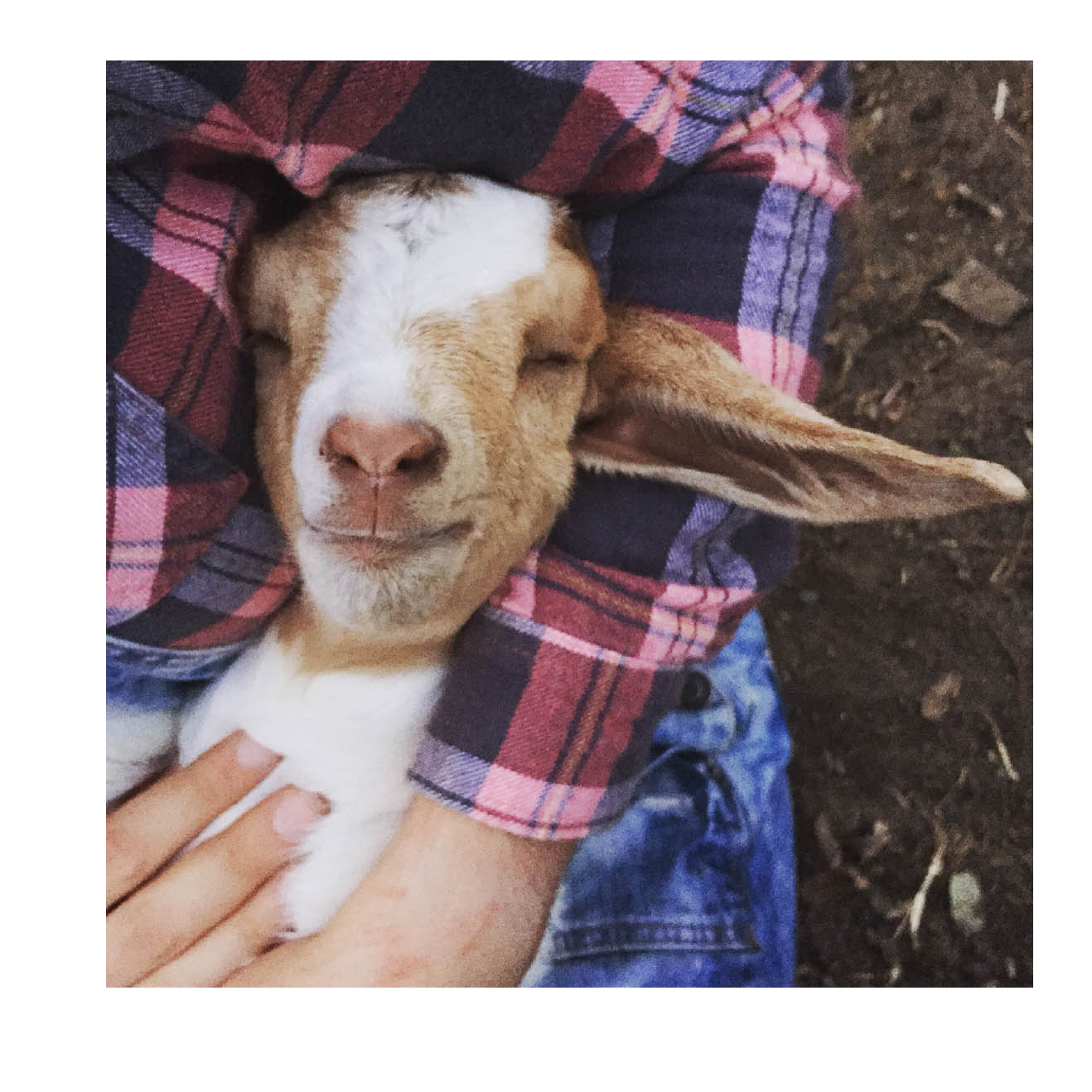 Happy little goats live life like a kid - photo 40