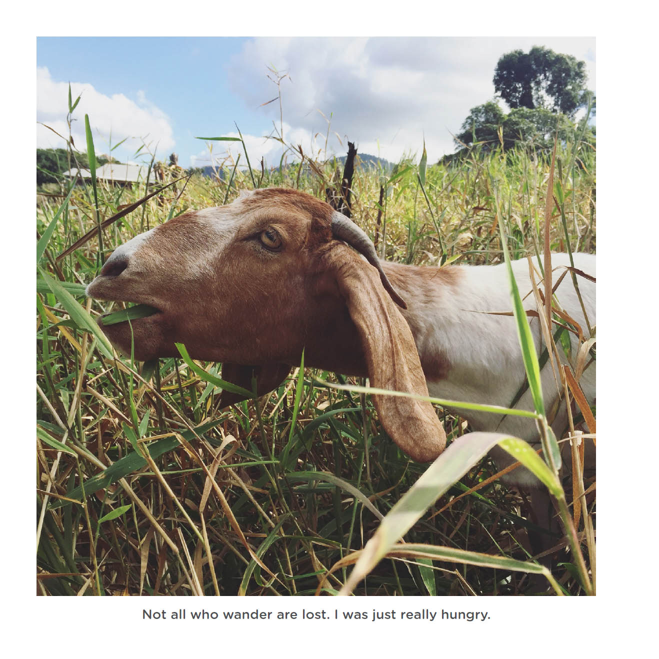 Happy little goats live life like a kid - photo 41