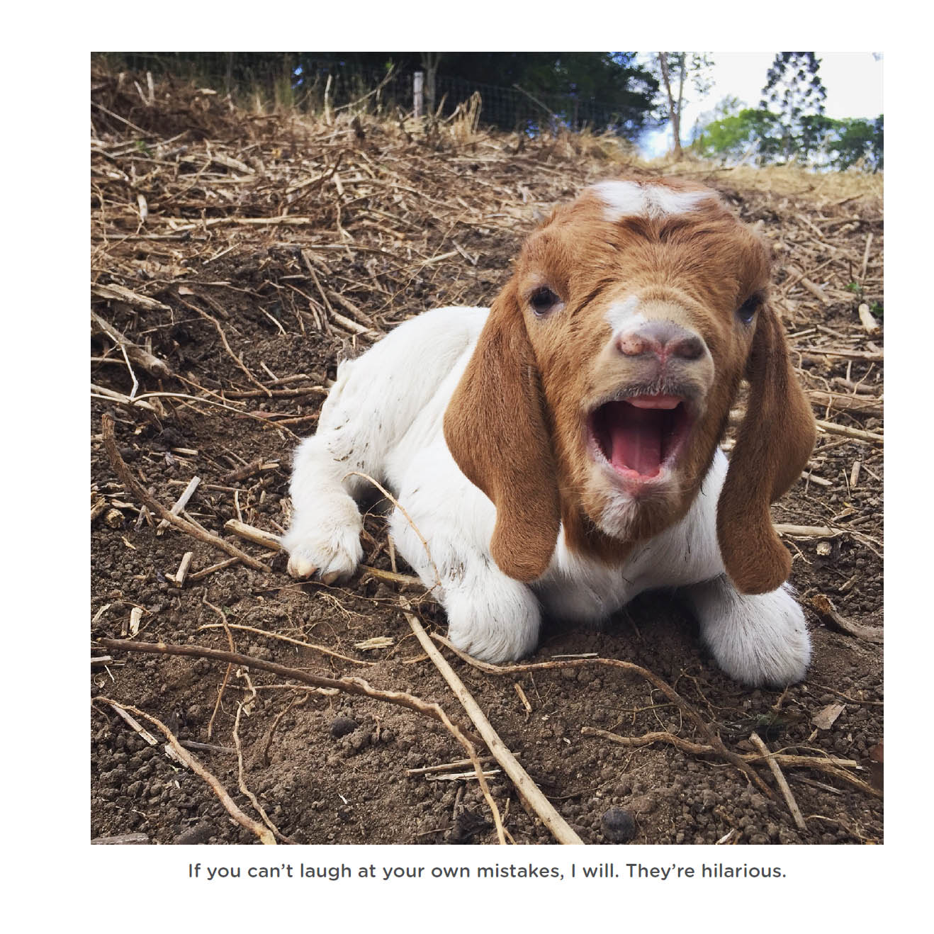 Happy little goats live life like a kid - photo 42