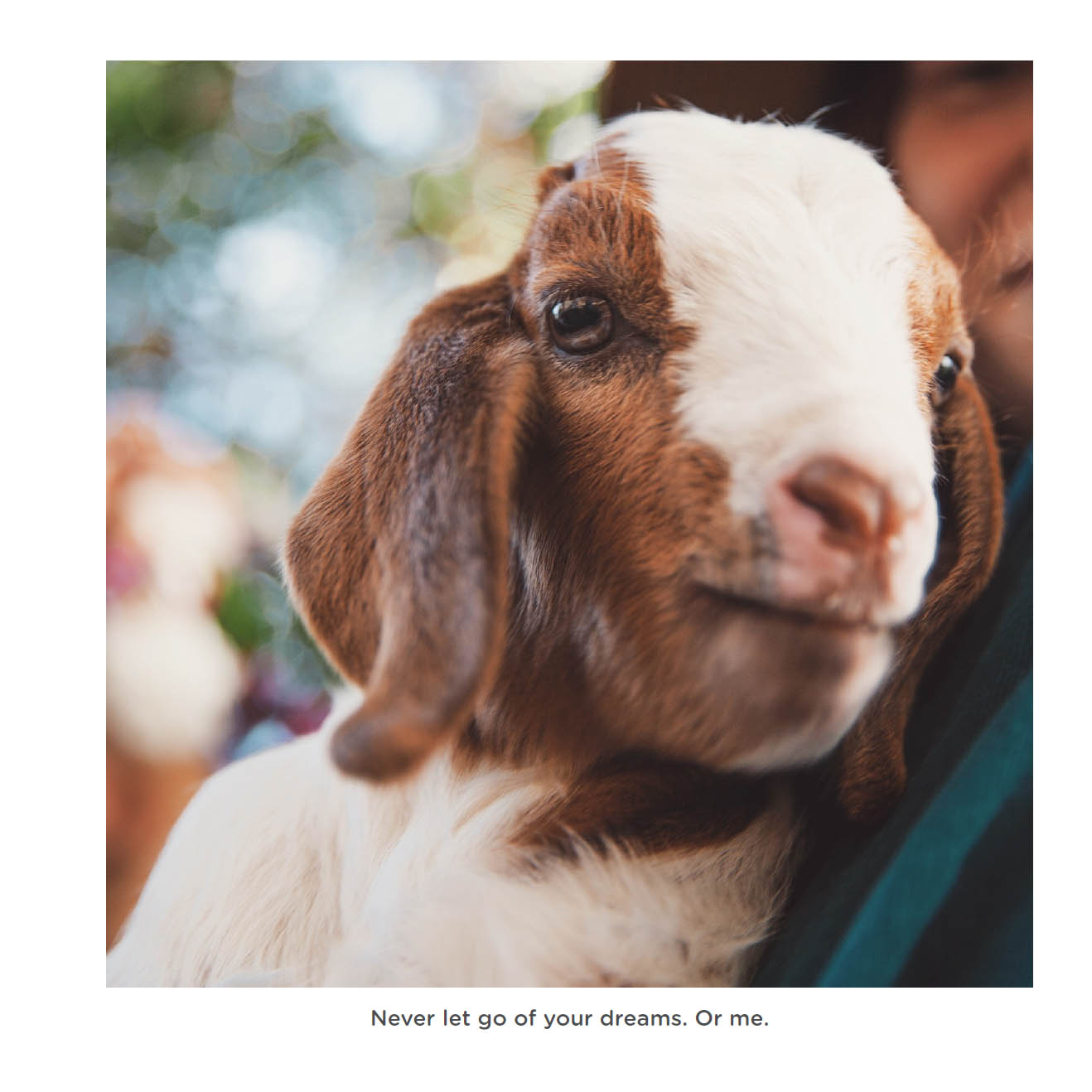 Happy little goats live life like a kid - photo 44