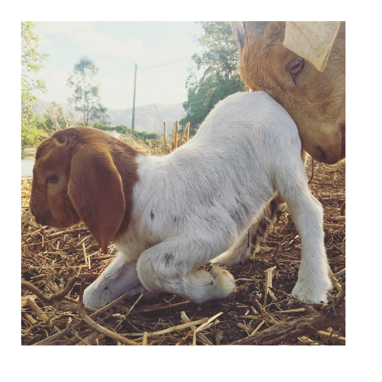 Happy little goats live life like a kid - photo 45