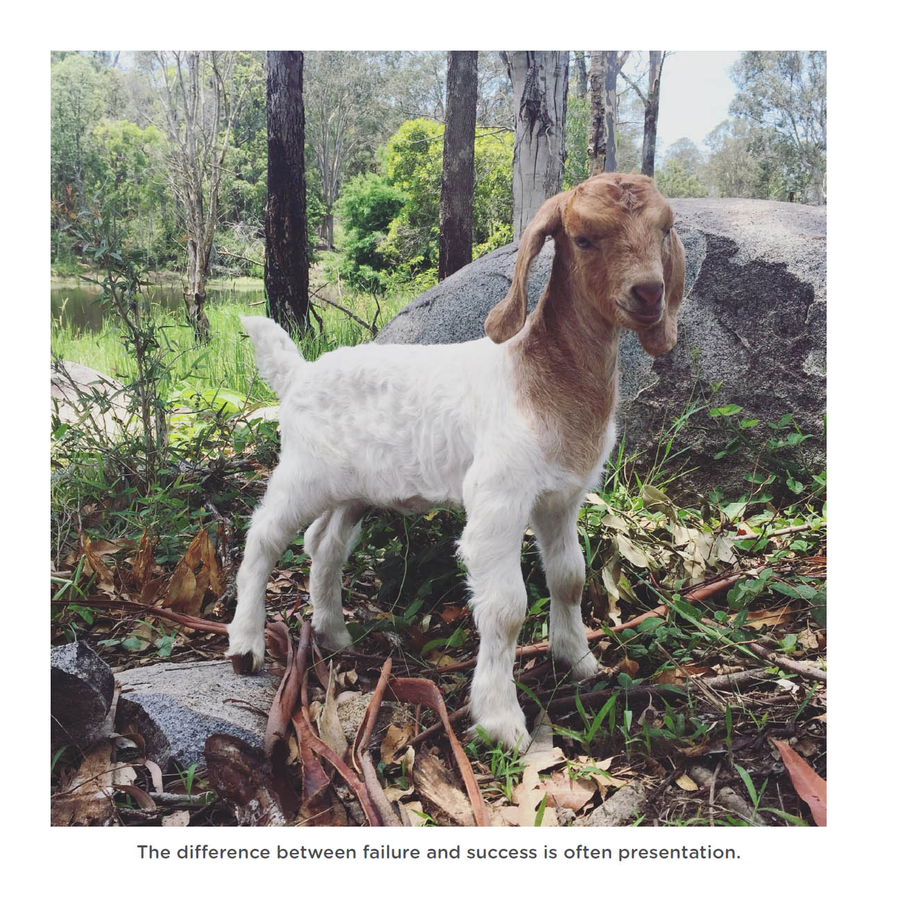 Happy little goats live life like a kid - photo 49