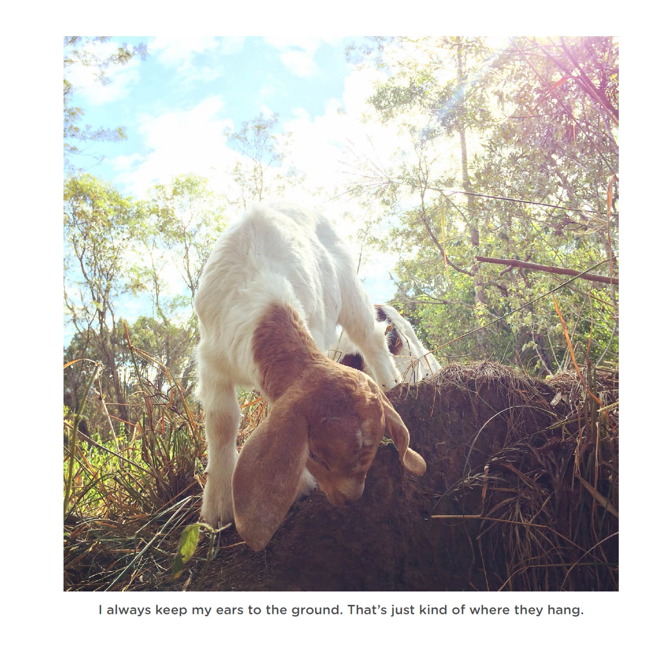 Happy little goats live life like a kid - photo 50