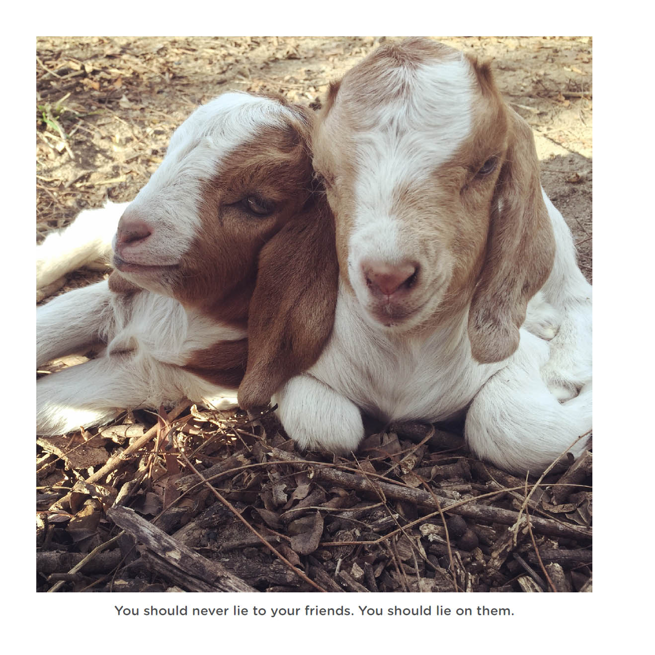 Happy little goats live life like a kid - photo 53