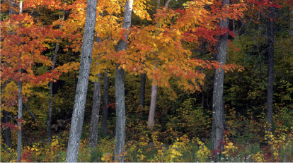 Over thousands of years legendary tales of the maple and its gifts have been - photo 8