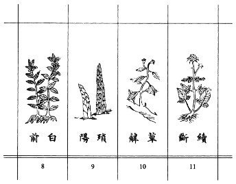 Cynanchum japonicum Moore et Decne Asclepiadaceae Root Bitter pungent - photo 3