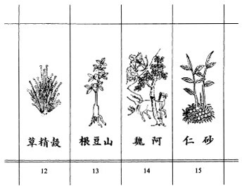 Eriocaulon sieboldianum Stend Eriocaulaceae Entire plant Pungent sweet - photo 4