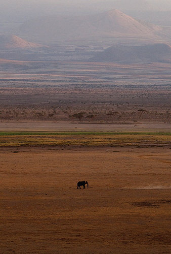 An elephant crosses the plains of Amboseli National Park in southern Kenya - photo 2