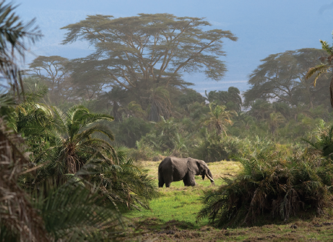 Around 1500 elephants inhabit Amboseli compared with 600 in the late 1990s - photo 3