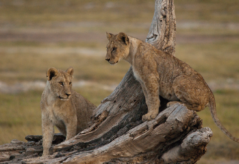 The cubs of Nempakai and Nolakunte play in the relative safety of Amboseli - photo 4