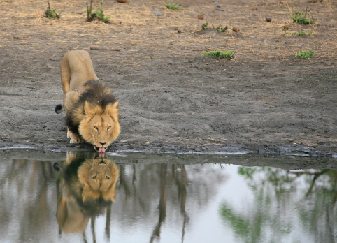 Cecil drinking after having just seen off two leonine intruders in 2012 When - photo 9