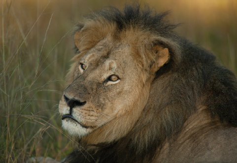 Cecil in May 2015 At the time he ruled over Ngweshla with Jericho and the - photo 11