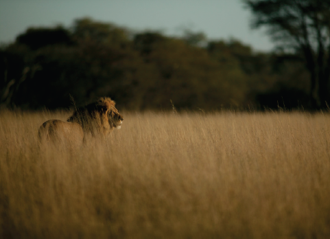 One of the last photos of Cecil taken as he walked towards the Hwange National - photo 12