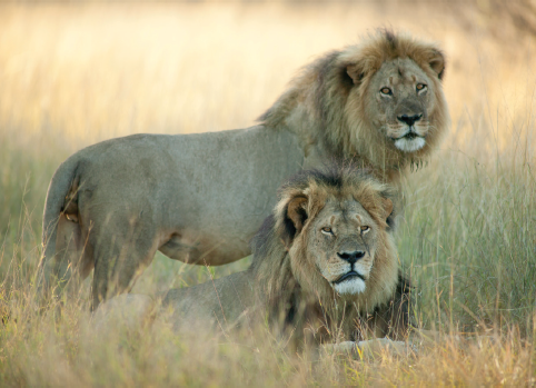 Cecil lying next to Jericho on the last morning that Brent Stapelkamp saw them - photo 13