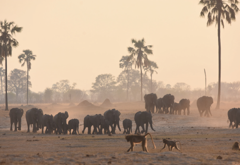 Elephants and baboons at Mbiza an area of Hwange National Park between The - photo 14