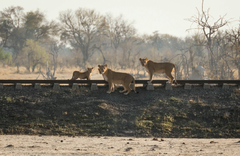 The Ngamo pride crosses the railway line that marks the boundary between Hwange - photo 16