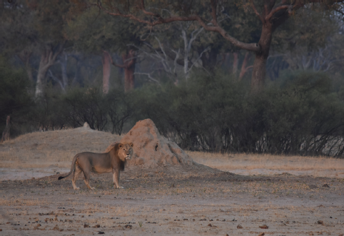 Ngqwele patrols his territory close to Linkwasha Camp in September 2019 At the - photo 17