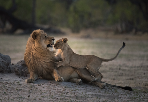 Netsayi born in December 2014 and his half-brother Humba ruled Cecils former - photo 18