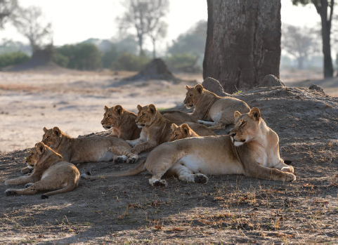 Females and cubs of the Ngweshla pride including Cecils grandchildren wait at a - photo 19