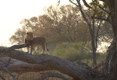 Ngqwele surveys his territory near Linkwasha Camp in September 2019 As a lone - photo 20